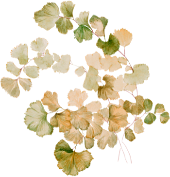 Floreana Photography watercolour leaf element