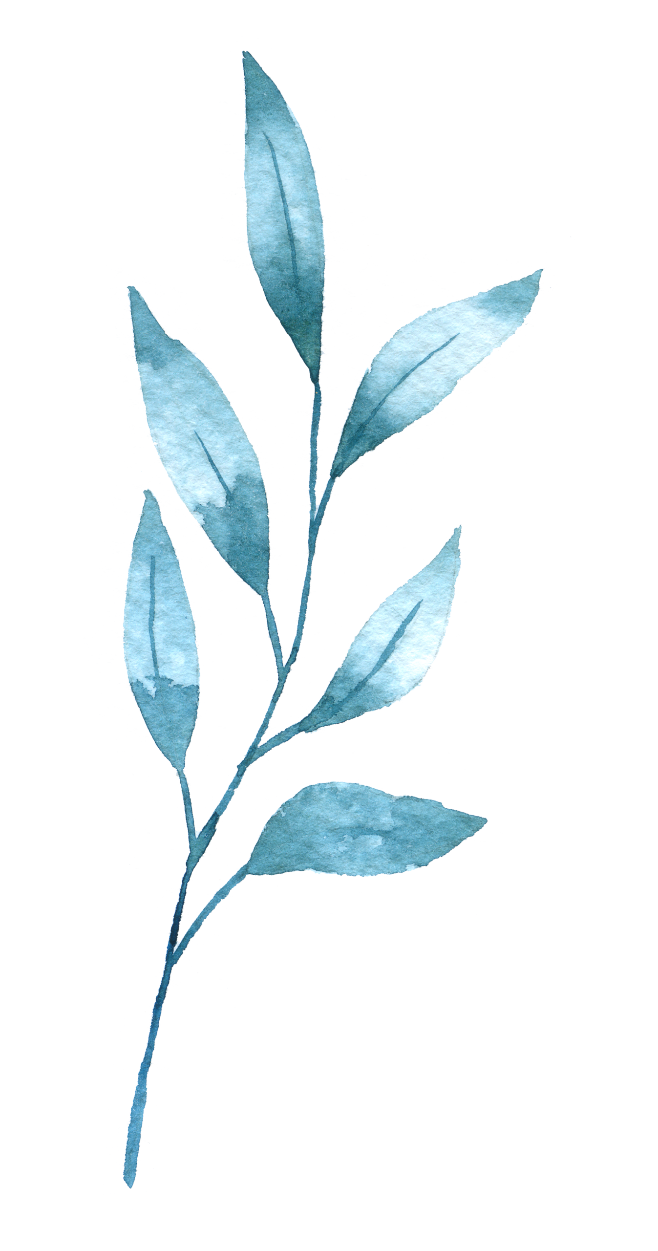 Floreana Photography foliage spray element