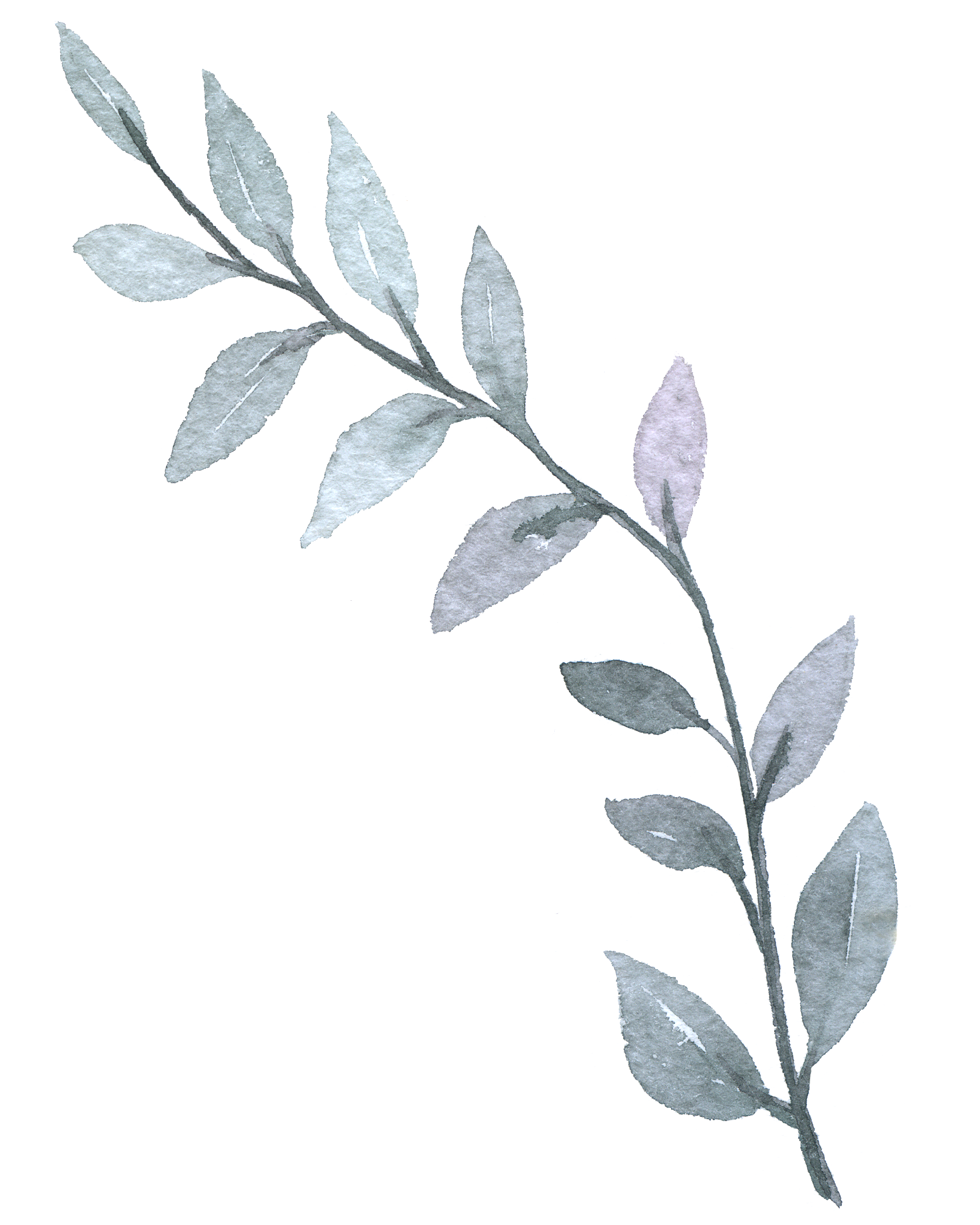 Floreana Photography botanical accent element